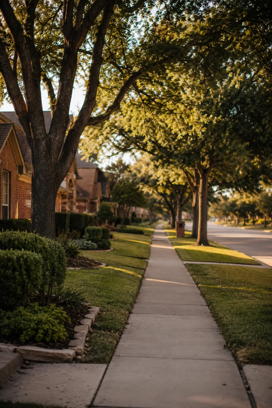 Tree-lined residential street in Plano, TX